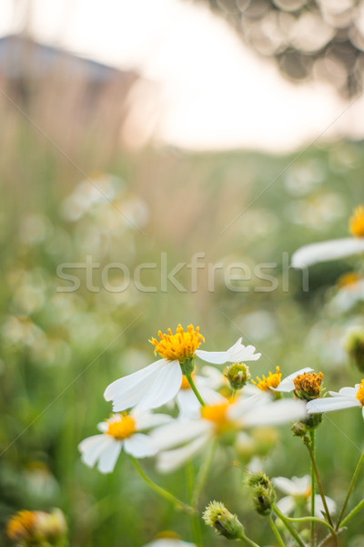 Sylwetka pole trawy domu światło słoneczne świetle Zdjęcia stock © nalinratphi