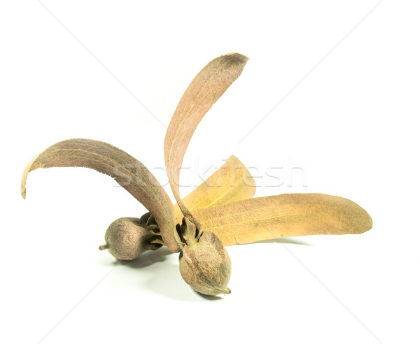 Two-winged fruit of Dipterocarpus isolated on white background Stock photo © nalinratphi