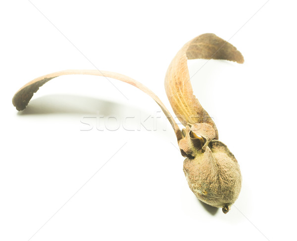 Two-winged fruit of Dipterocarpus isolated on white background Stock photo © nalinratphi