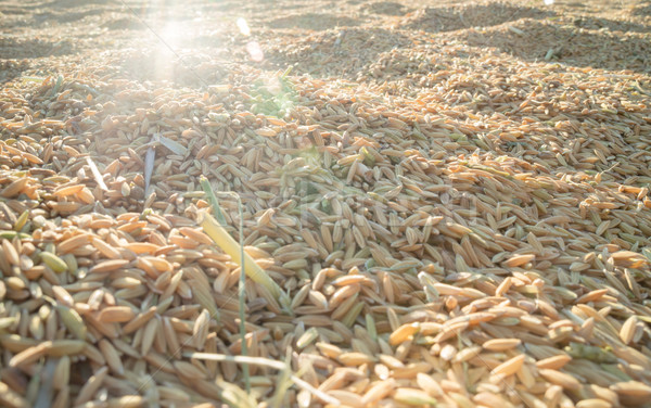 Beautiful paddy rice in sunset  Stock photo © nalinratphi