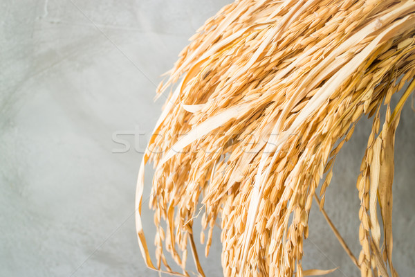 Paddy jasmine rice plant in detail Stock photo © nalinratphi