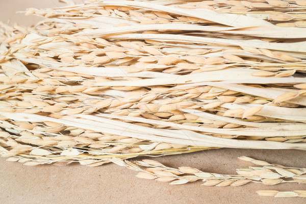 Paddy or rice grain (oryza) on brown background Stock photo © nalinratphi