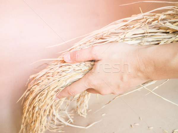 Hand holding paddy rice grain Stock photo © nalinratphi