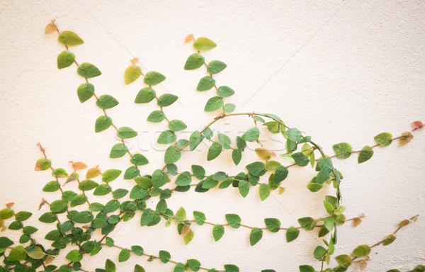 Nature green ivy plant on the wall Stock photo © nalinratphi