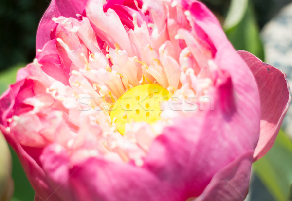 Lotus flower or waterlily with sunlight Stock photo © nalinratphi
