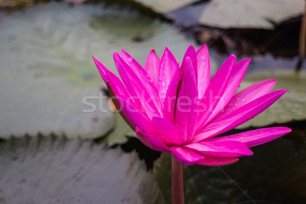 Beautiful pink lotus flower in the lake Stock photo © nalinratphi