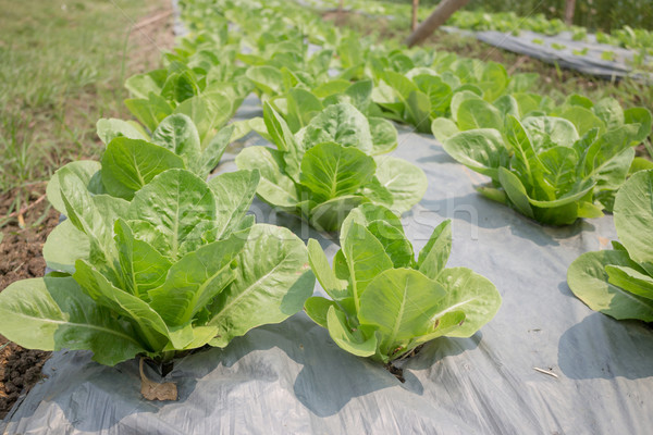 Orgánico vegetales creciente granja stock foto Foto stock © nalinratphi