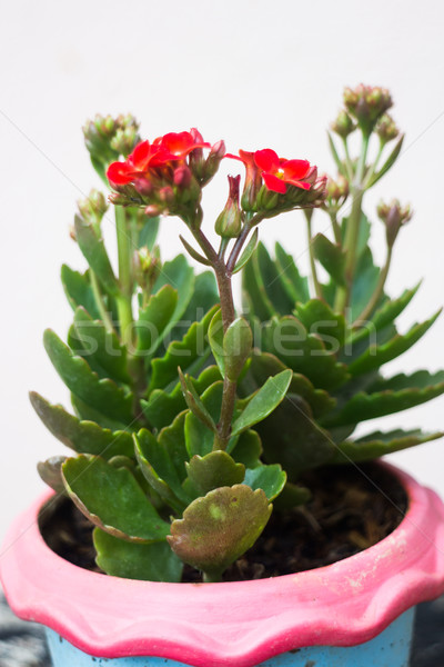 Kalanchoe flowering plant in pot Stock photo © nalinratphi