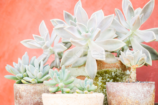 Cactus plants in minimal garden Stock photo © nalinratphi