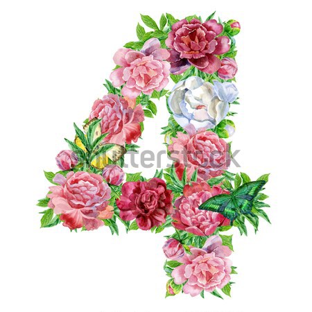 Zdjęcia stock: Numer · cztery · akwarela · kwiaty · odizolowany