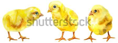 Stock photo: Watercolor Easter colored eggs and chickens.