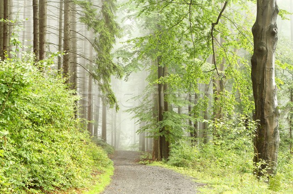 Stok fotoğraf: Orman · yol · sis · ağaçlar · dağ · buğu