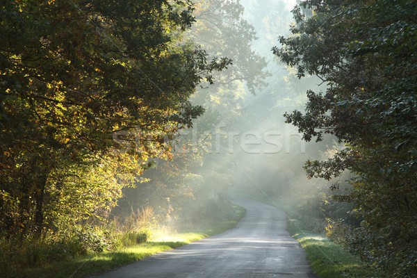 Rural road in autumn forest Stock photo © nature78