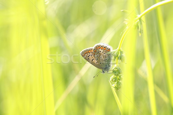 Zdjęcia stock: Motyl · wiosną · łące · oka · trawy