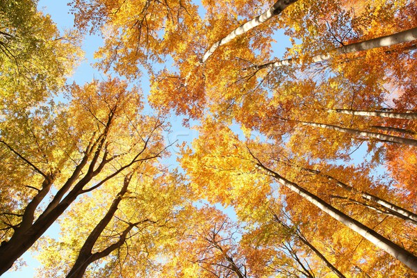 Tree canopy Stock photo © nature78