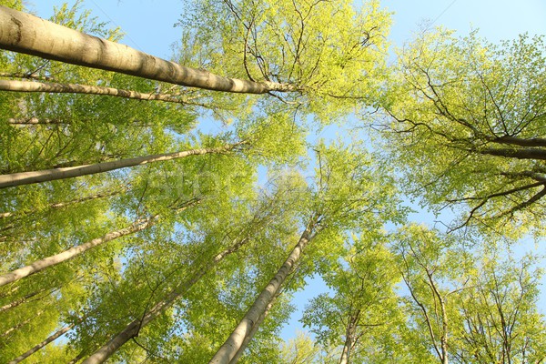 Tree canopy Stock photo © nature78