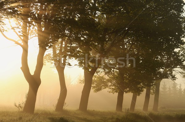 Stok fotoğraf: Akçaağaç · ağaçlar · puslu · bahar · gün · çayır