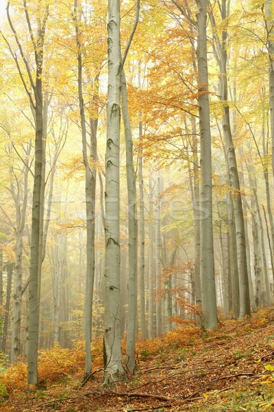 [[stock_photo]]: Automne · forêt · montagne · pente · nature · réserve