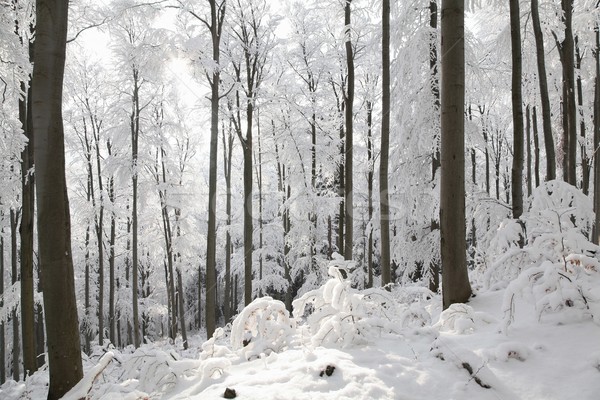Erdő fagyos tél nap napos reggel Stock fotó © nature78
