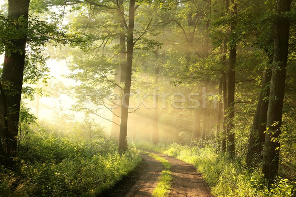 Tavasz erdő ködös reggel földút lombhullató Stock fotó © nature78