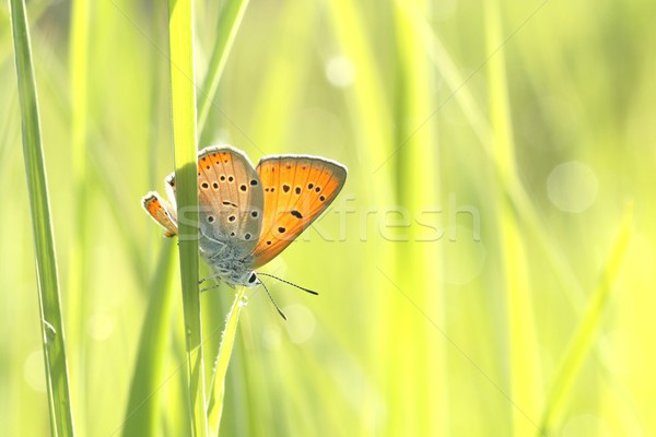 Közelkép pillangó tavasz legelő napsütés szem Stock fotó © nature78