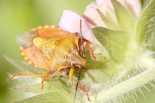 Virág reggel szem test kert nyár Stock fotó © nature78