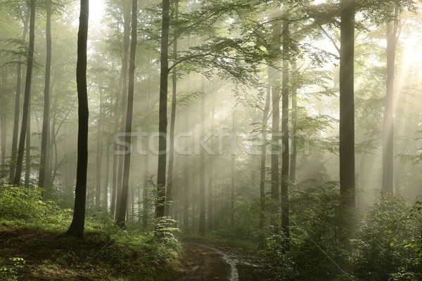 Primavera foresta all'alba sunrise precipitazioni luci Foto d'archivio © nature78