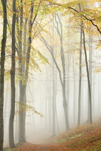 Percorso misty foresta autunno natura riserva Foto d'archivio © nature78