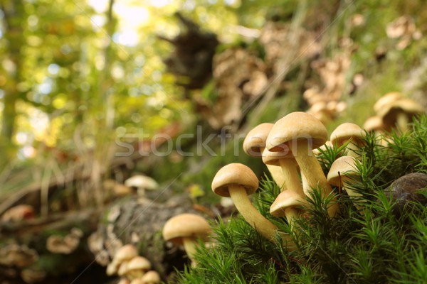 Zdjęcia stock: Rodziny · grzyby · drzewo · pokryty · mech · grupy