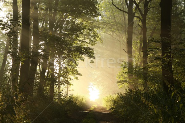 Frühling Wald nebligen Morgen Weg Sonne Stock foto © nature78