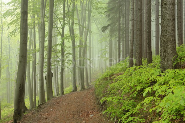 Tavasz lombhullató erdő köd távolság tájkép Stock fotó © nature78