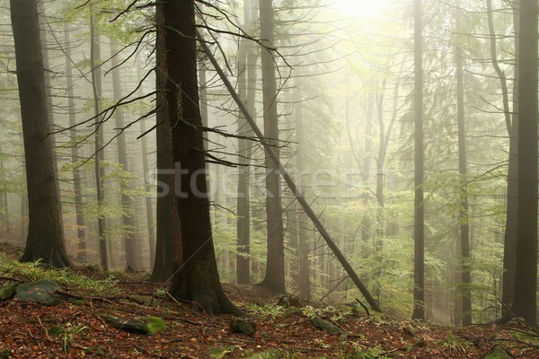 Misty foresta all'alba pittoresco Foto d'archivio © nature78