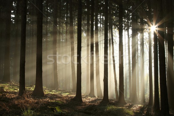 Misty autunno foresta sunrise raggi di sole Foto d'archivio © nature78