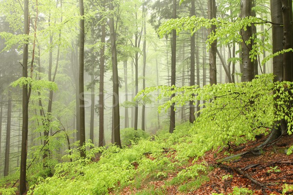 Foto d'archivio: Primavera · foresta · montagna · meridionale · foglia · montagna