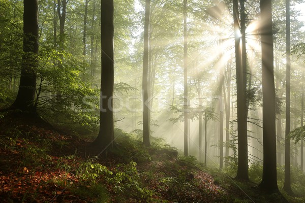 Misty automne forêt aube rayons de soleil Photo stock © nature78