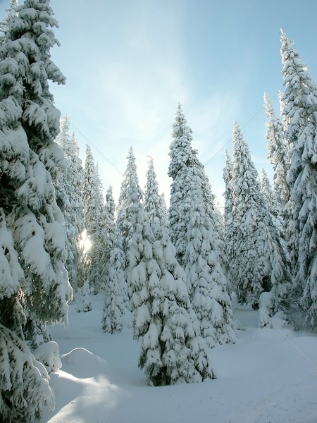 Stock photo: Winter morning in the mountains