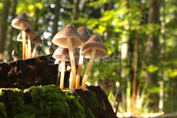 Mushrooms on a rotten tree Stock photo © nature78