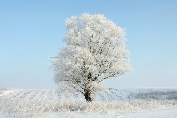 Winter tree against a blue sky Stock photo © nature78