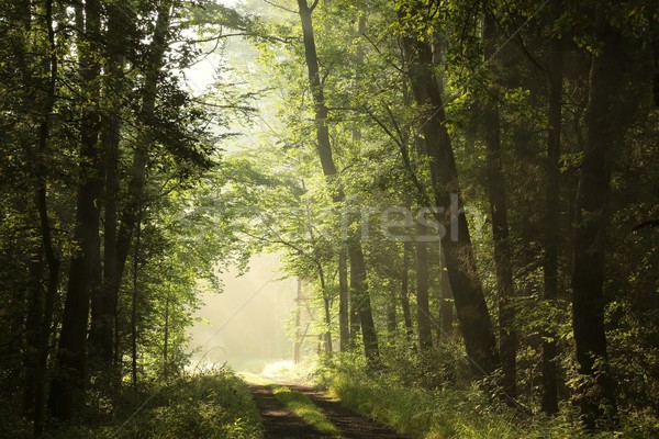 春 森林 夜明け 落葉性の 午前 ストックフォト © nature78