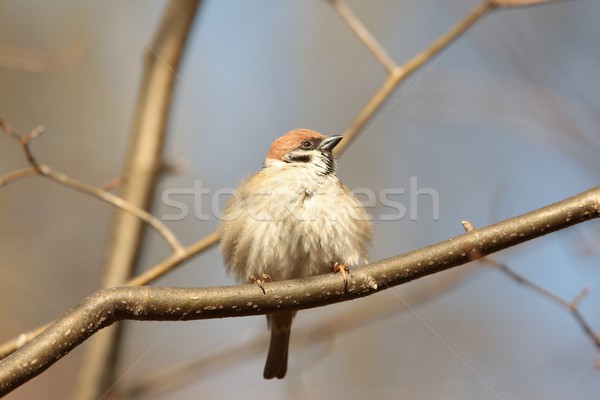 Drzewo wróbel gałązka lasu drzew zimą Zdjęcia stock © nature78