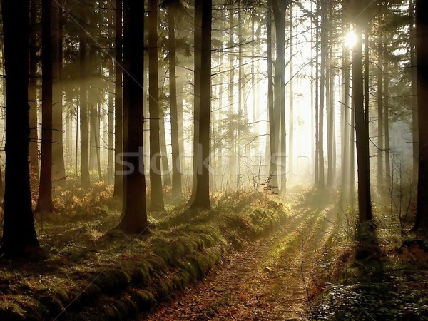 út ősz erdő alkonyat vezető tűlevelű Stock fotó © nature78