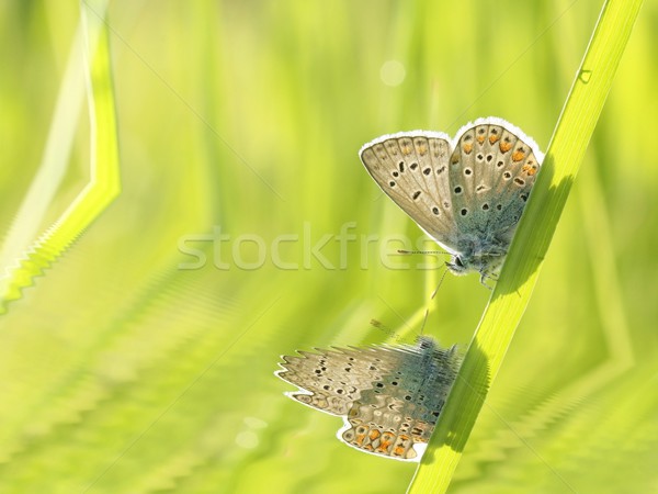 Közelkép pillangó tavasz legelő szem fű Stock fotó © nature78