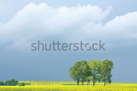 Spring landscape Stock photo © nature78