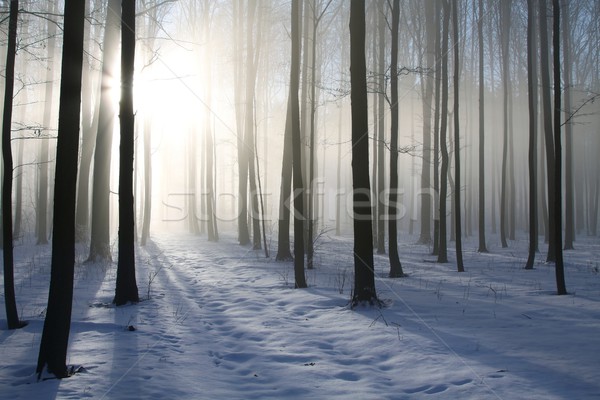 ストックフォト: 霧の · 冬 · 森林 · 夜明け · パス · 午前