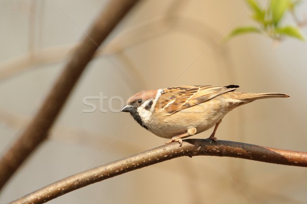 Drzewo wróbel gałązka lasu drzew zimą Zdjęcia stock © nature78