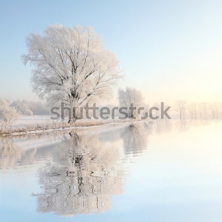 Foto stock: Inverno · árvores · lago · costa · blue · sky · manhã