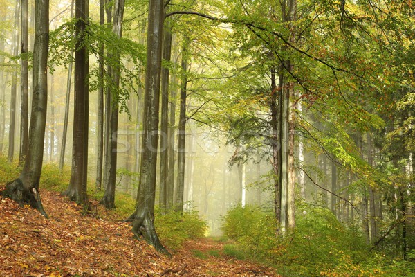 Percorso misty autunno foresta panorama alberi Foto d'archivio © nature78