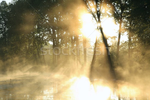 [[stock_photo]]: Misty · feuillus · forêt · aube · soleil