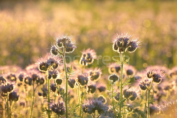 Kwitnienia zioła świcie dziedzinie Świt wiosną Zdjęcia stock © nature78