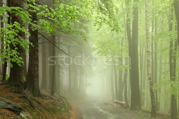 Percorso mattina foresta primavera precipitazioni Foto d'archivio © nature78